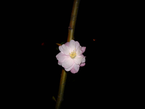 海棠花