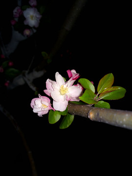海棠花