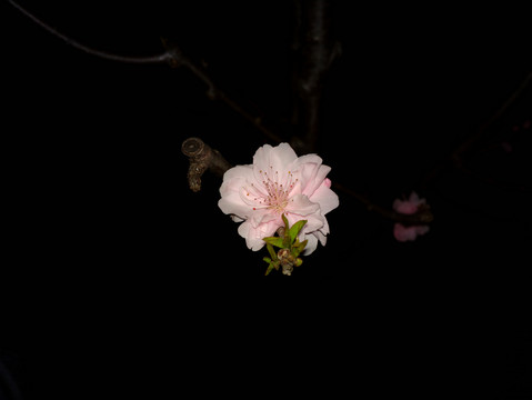 碧桃花