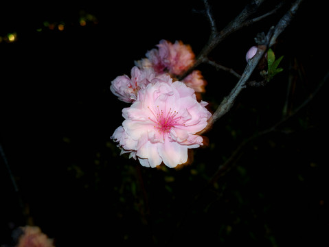 碧桃花