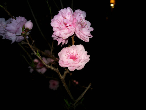 碧桃花