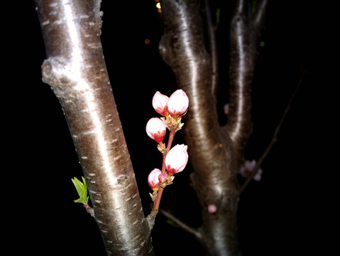 碧桃花