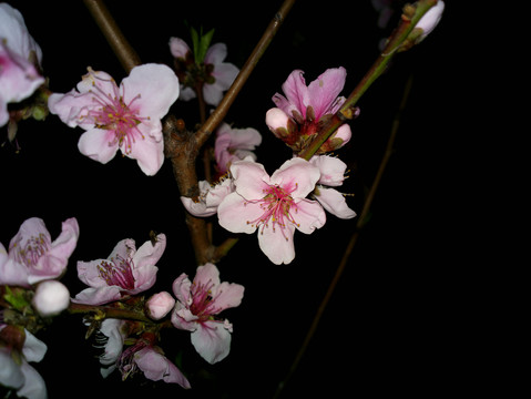 桃花