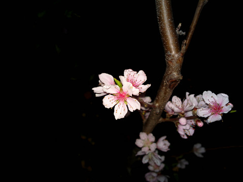 桃花