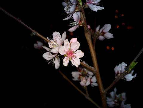 梅花