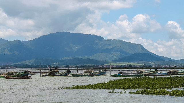 红树林