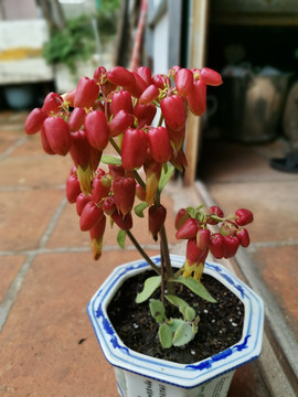 落地生根花