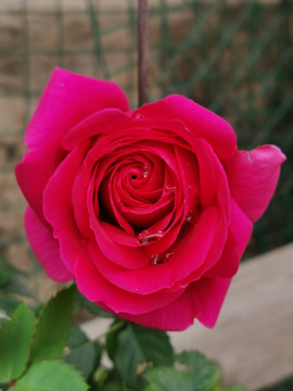 月季花