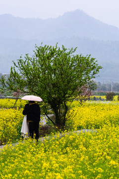 春天周末郊游油菜花花海