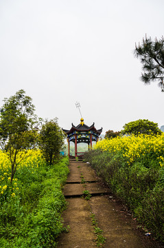 春天周末郊游油菜花花海