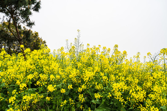 春天周末郊游油菜花花海