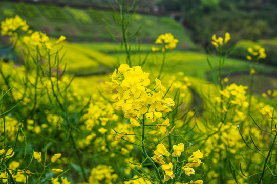 春天周末郊游油菜花花海