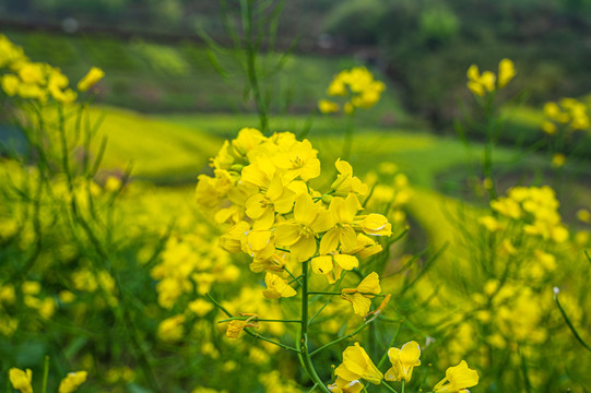 春天周末郊游油菜花花海