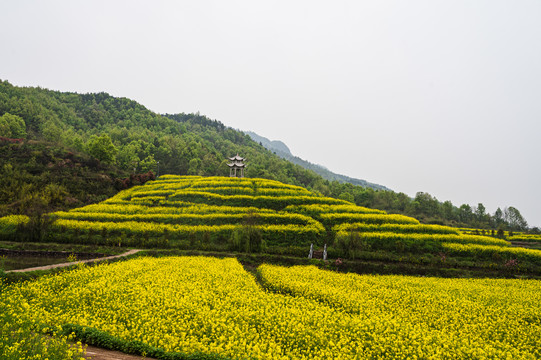 春天周末郊游油菜花花海