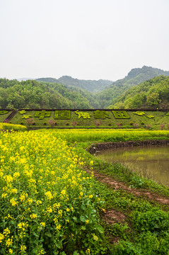 春天周末郊游油菜花花海