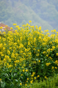 春天周末郊游油菜花花海