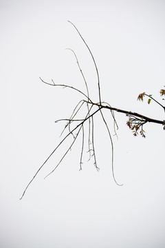 春天周末郊游油菜花花海