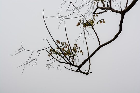 春天周末郊游油菜花花海