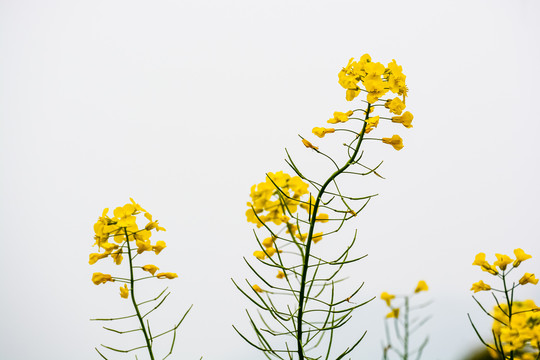 春天周末郊游油菜花花海