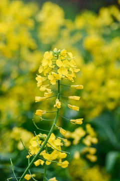 春天周末郊游油菜花花海