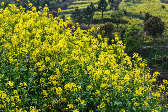 春天周末郊游油菜花花海