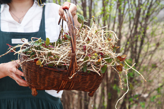 野生鱼腥草