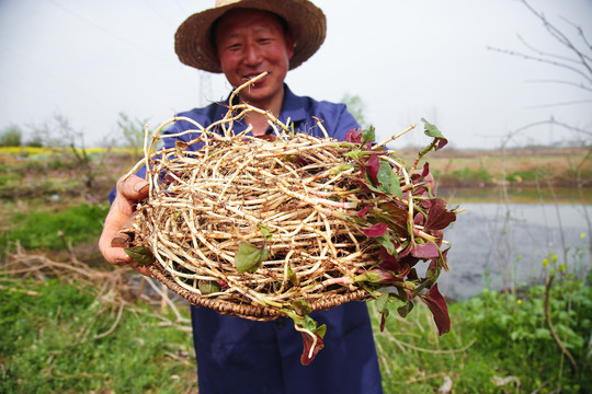 野生鱼腥草