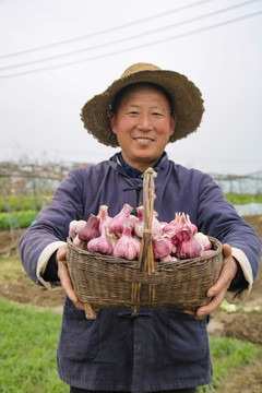 紫皮多瓣蒜