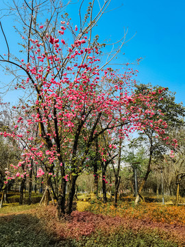 樱花