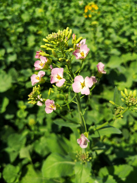 五彩油菜花