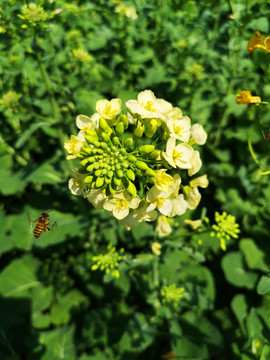 油菜花