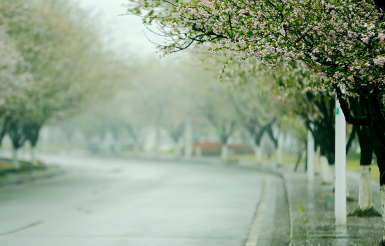 花街春景