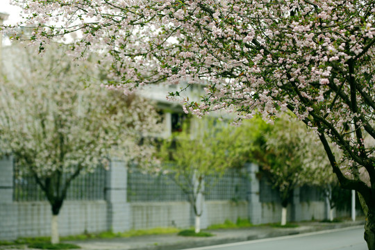 花街春景