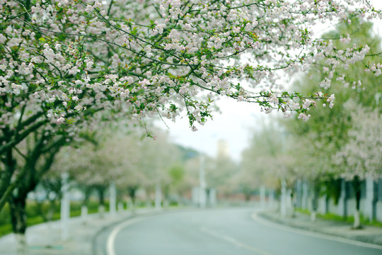 《花街春景》