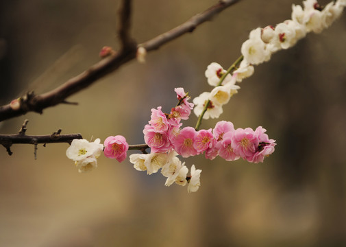 双色梅花