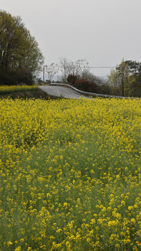 油菜花