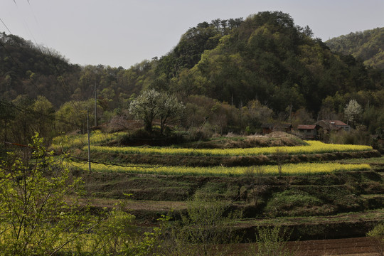 田园风光