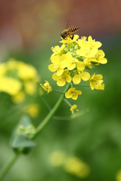 油菜花开蜜蜂采蜜