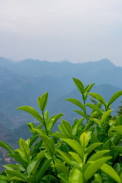 福建茶山