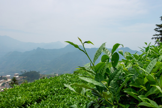 福建茶山