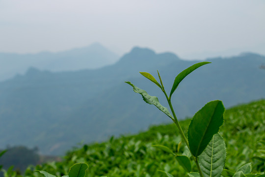 福建茶山