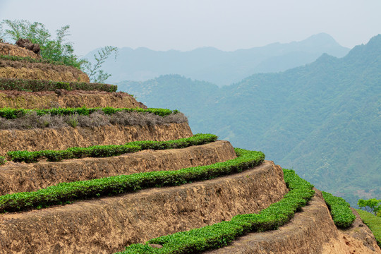 安溪山村茶场