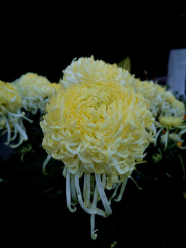 黄白色菊花