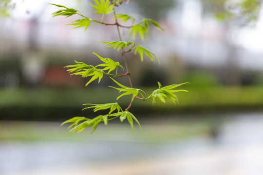 花卉环境素材