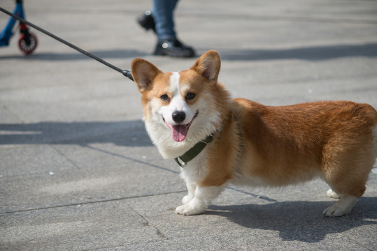 可爱的柯基犬