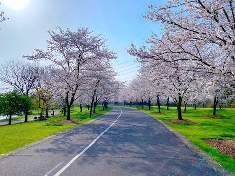 辰山植物园樱花大道