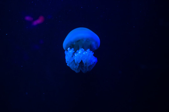 海洋动物摄影单个水母水族馆