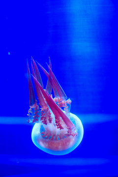 海洋动物摄影单个水母水族馆
