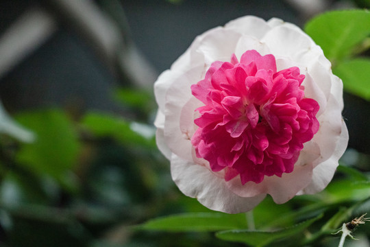 春天野花花朵蔷薇花盛放