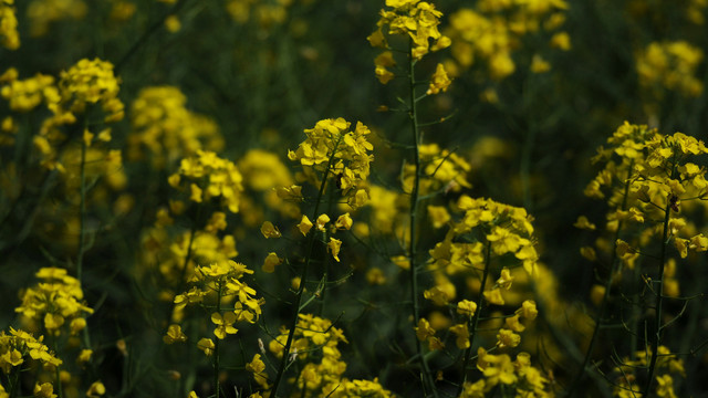 油菜花